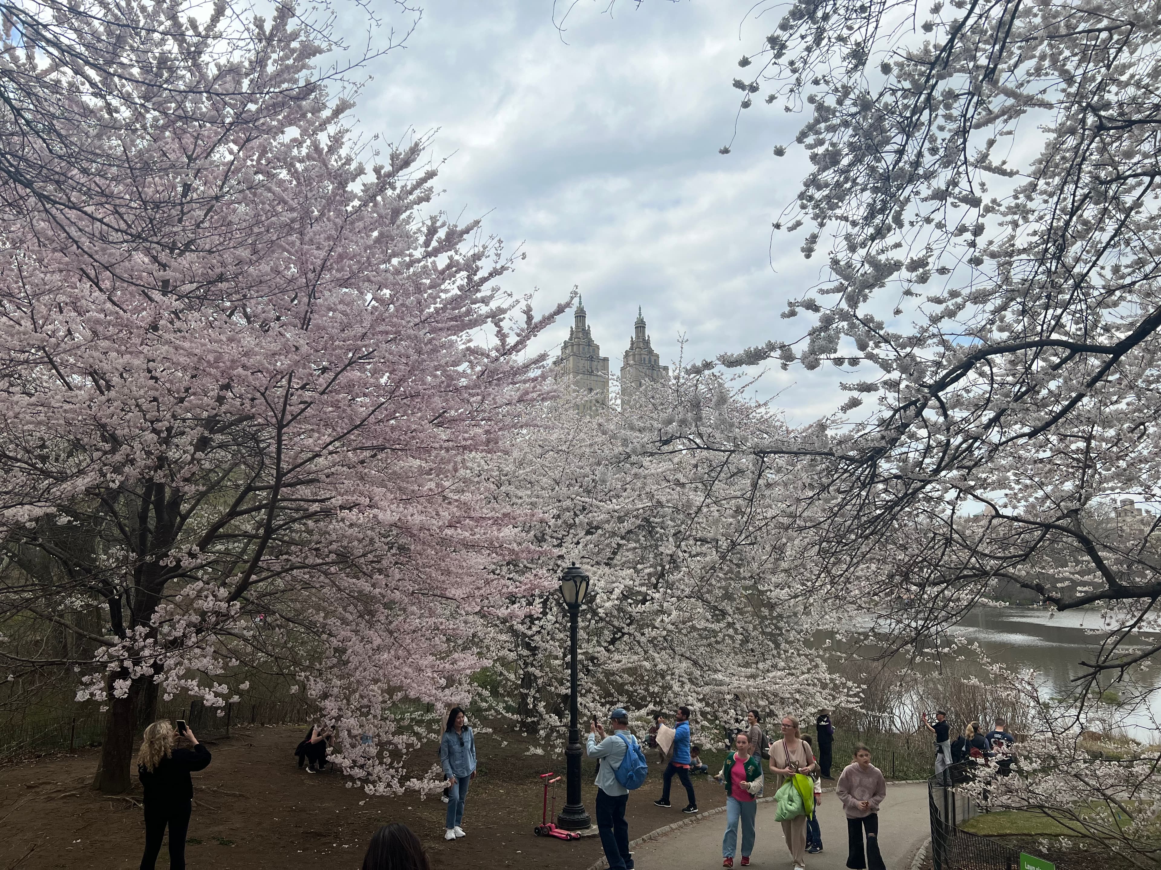 Cherry trees in full pale blossom over a path by the lake, people stopping to photograph them, twin towers beyond